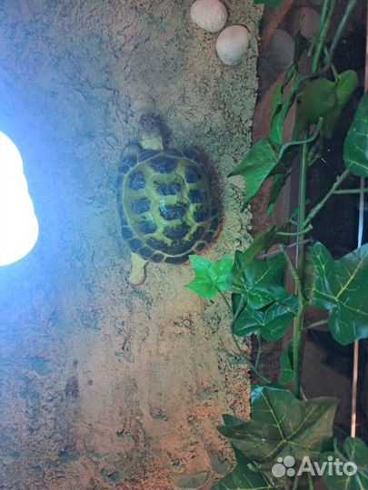 Черепаха сухопутная с большим террариумом