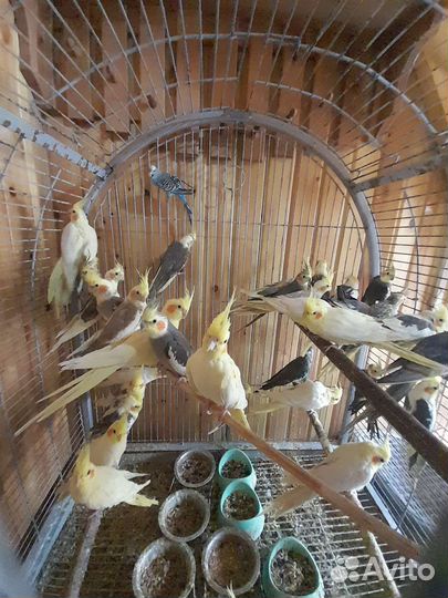 Попугай корелла