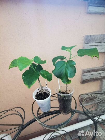 Гибискус сортовой