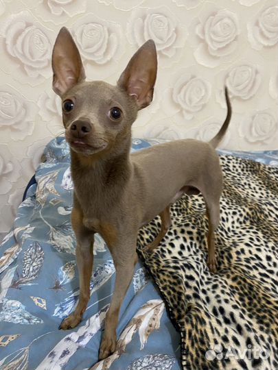 Вязка Русский Той оч красивый мальчик