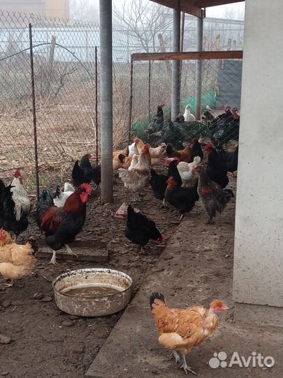 Куры домашние