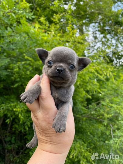 Мальчики чихуа (разные окрасы)