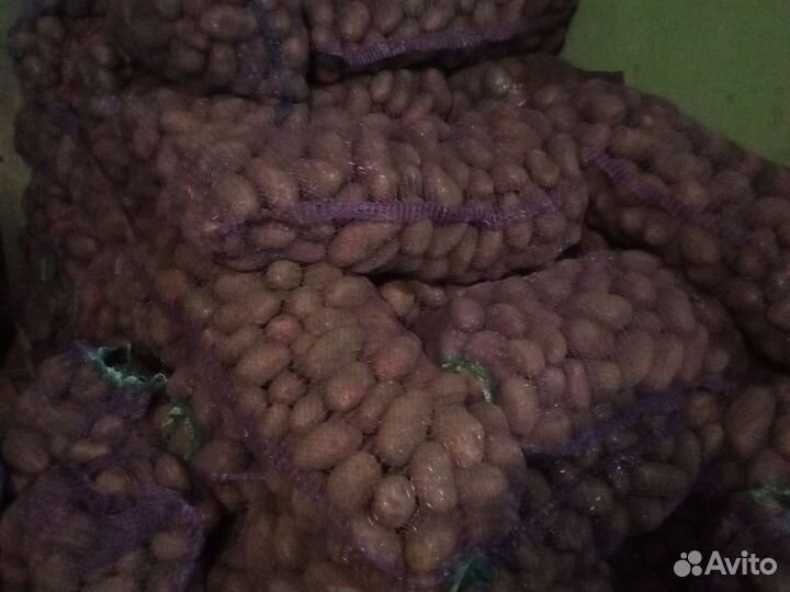 Продам картофель