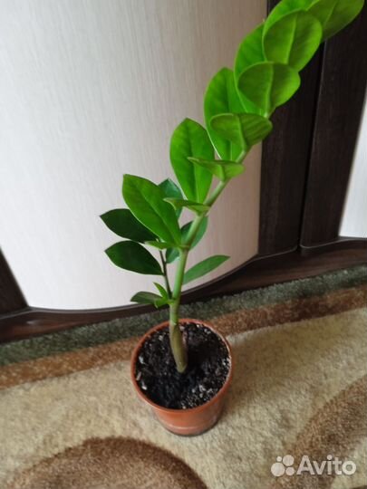 Замиокулькас