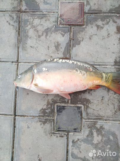 Живая рыба оптом карп