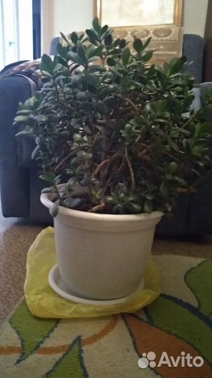 Денежное дерево толстянка большое