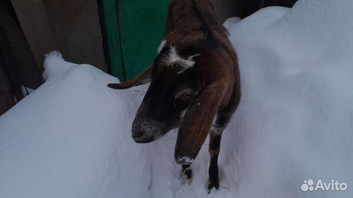 Коза нубийская