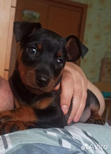 Щенки цвергпинчера