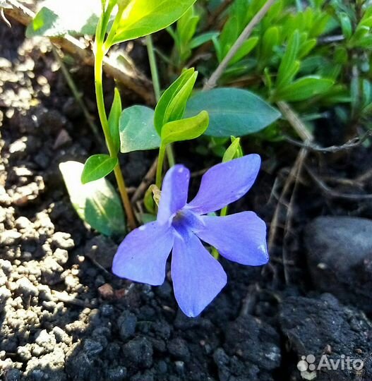 Почвопокровные растения Барвинок,Вербейник монетка