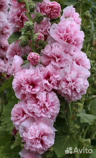 Рассада многолетних цветов