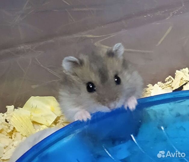 Джунгарские хомяки