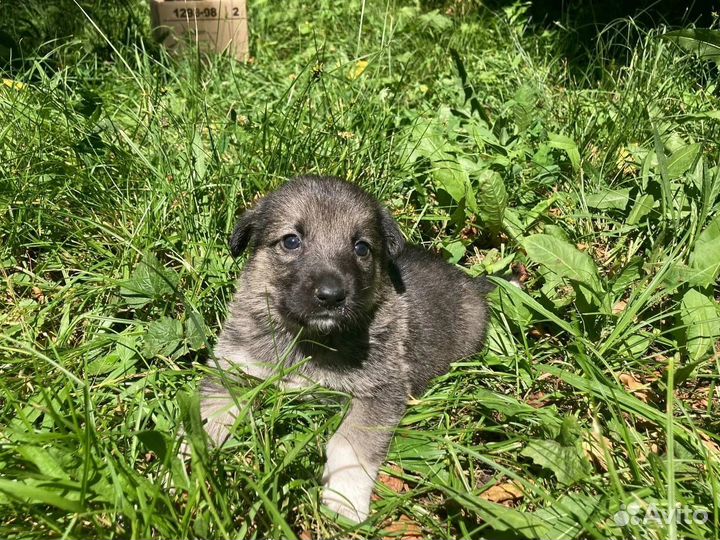Щенки мальчики 1 месяц