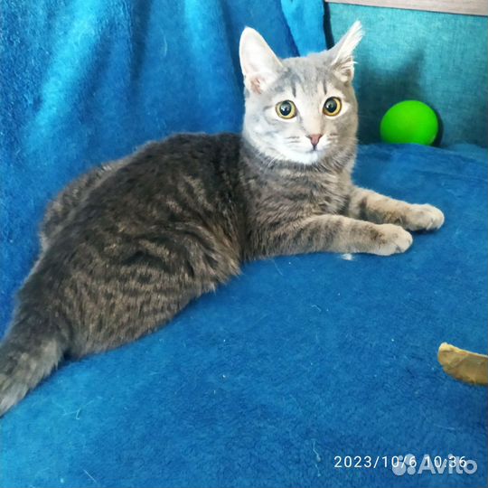 Отдам умных котят-подростков