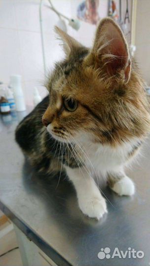 Кошка в дар бесплатно