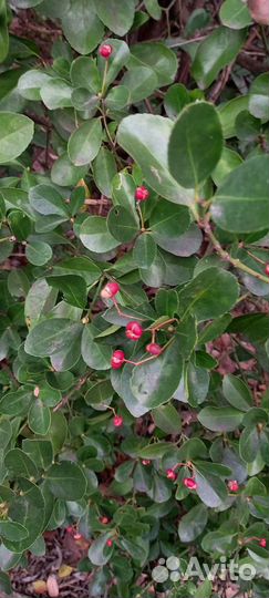 Бересклет японский саженцы