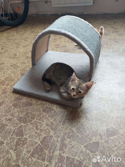 Малышка ищет дом