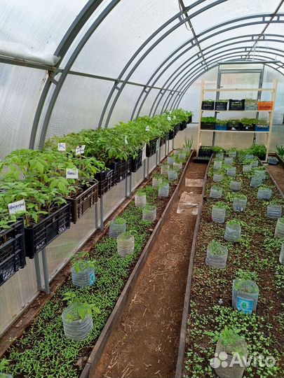 Рассада помидор