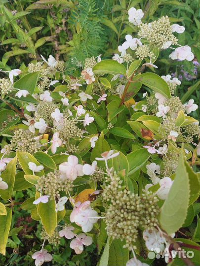 Гортензия, кустарники