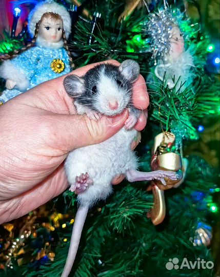 Крысята/ крыса/Дамбо/Рекс/клетка/доставка