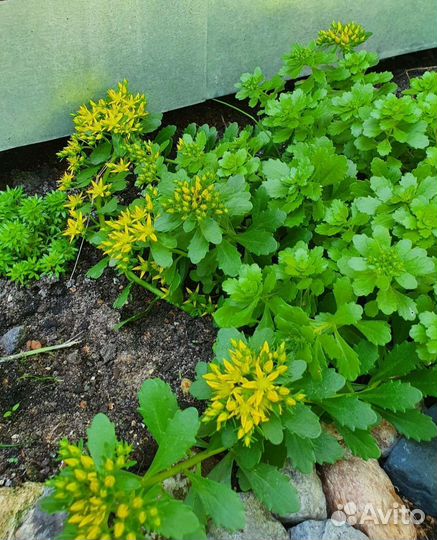 Молодило. Очитки. Почвопокровники