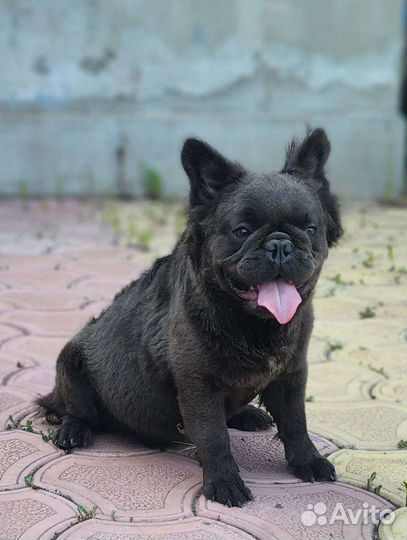 Голубой солид флаффи на вязку