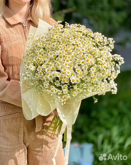 Матрикария