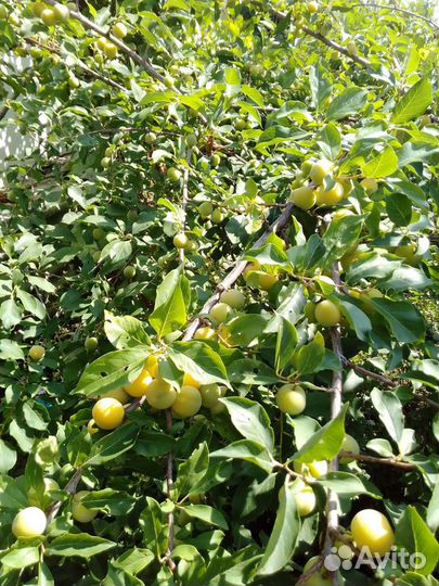 Слива жёлтая