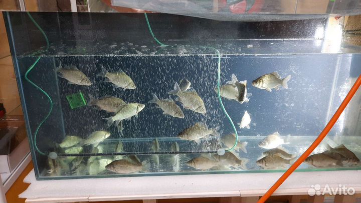 Живая рыба карась