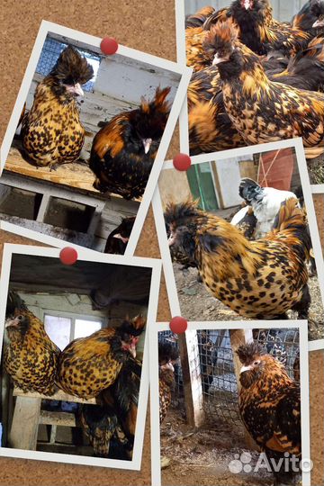 Инкубационное яйцо