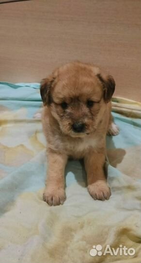 Пудель & Шпиц