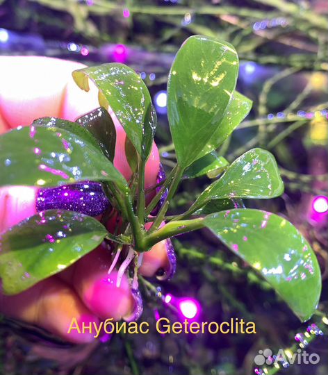 Растения для аквариума