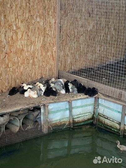 Индийский бегунок. Яйцо инк. Утята бегунок