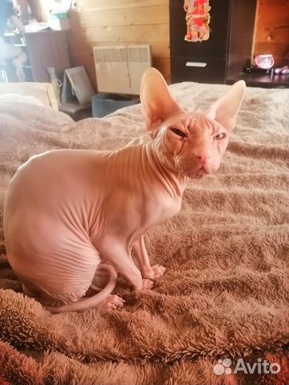 Донской сфинкс вязка