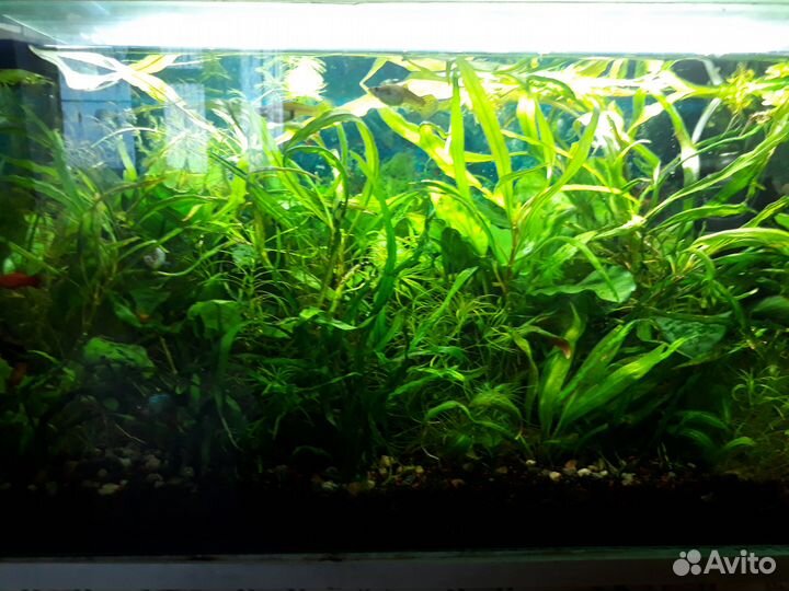 Аквариумные растения