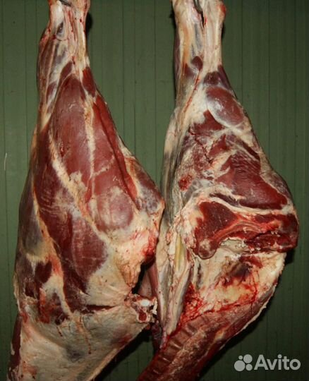 Продам мясо говядина