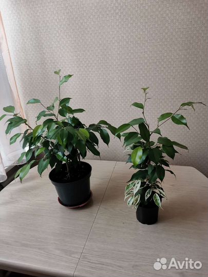 Фикусы четыре вида