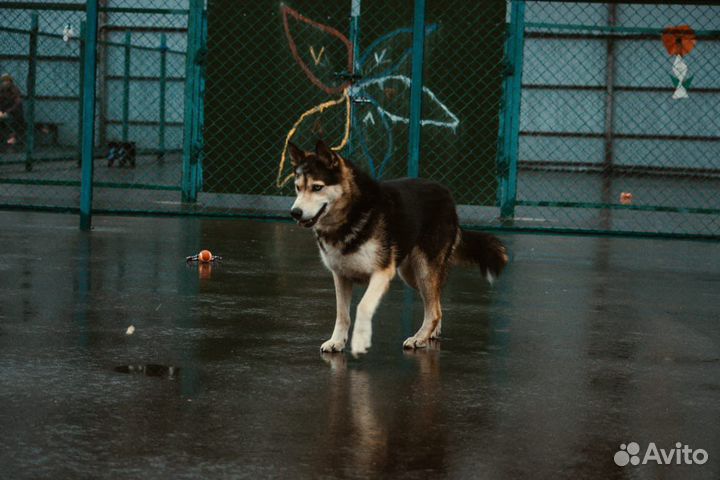 Сибирский хаски метис с разными глазами