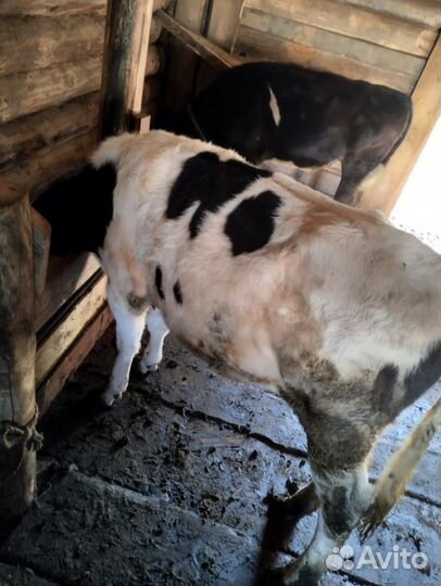 Продам тёлок 9 месяцев