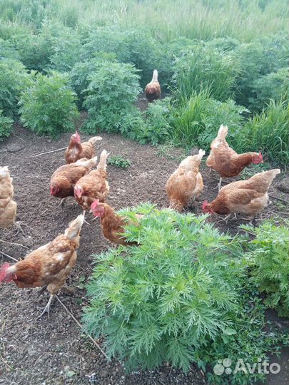 Яйцо куриное домашнее с доставкой