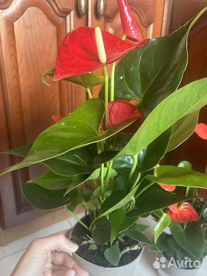 Антуриумы цветущие