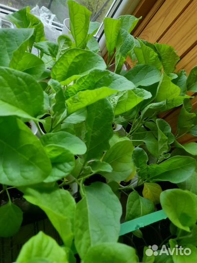 Рассада помидор, перцев, баклажан, кабачков, тыквы