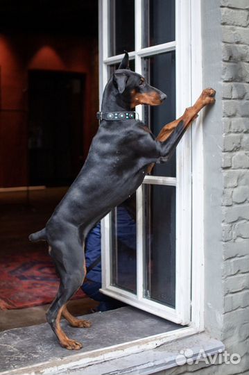 Фотограф- анималист