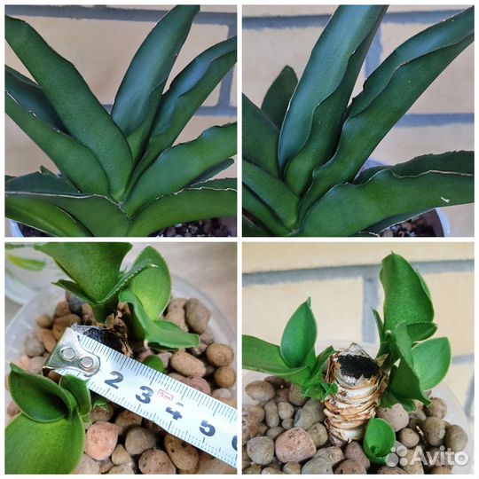 Сансевиерии сортовые