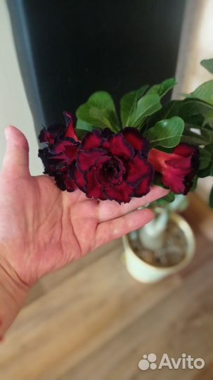 Адениум Good Night