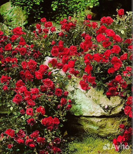 Саженцы плетистых роз открыт сезон продаж