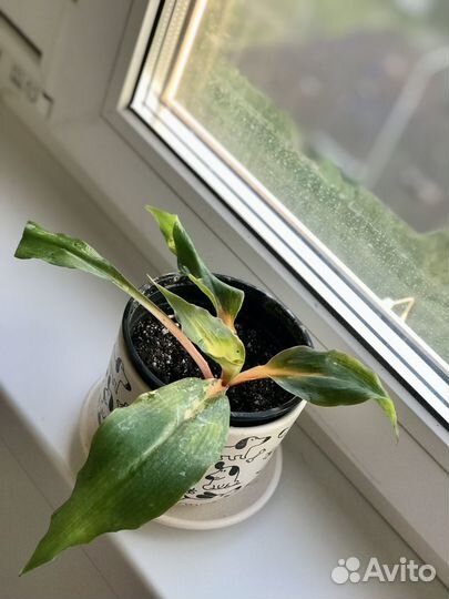 Хлорофитум грин оранж