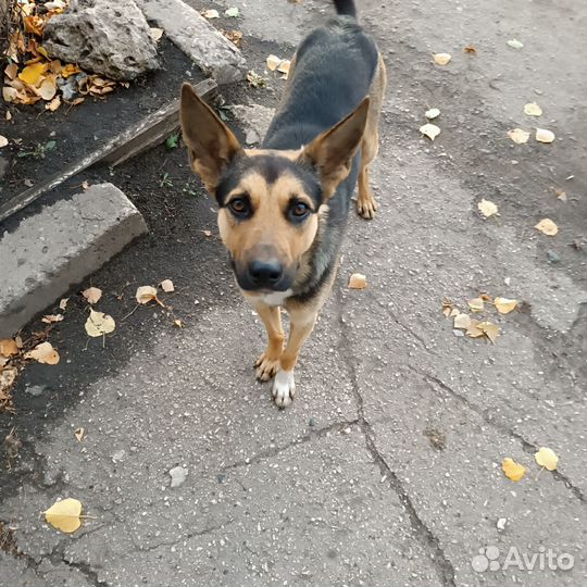 Собака в добрые руки