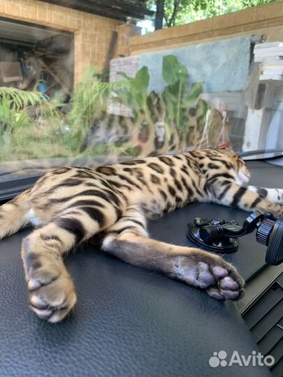 Бенгальский кот вязка