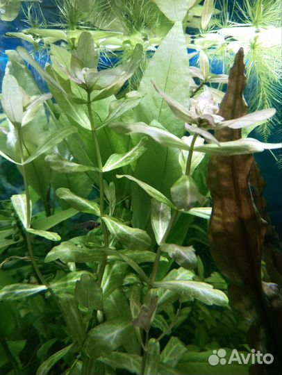 Прополка Аквариумные растения без со2