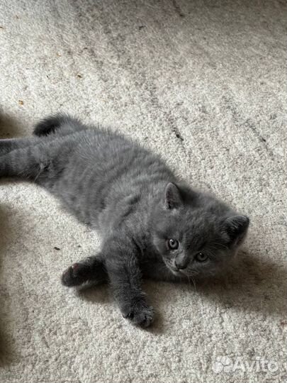Британские котята